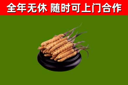 徽县回收散虫草