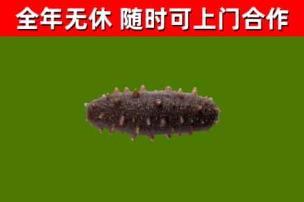徽县回收海参干
